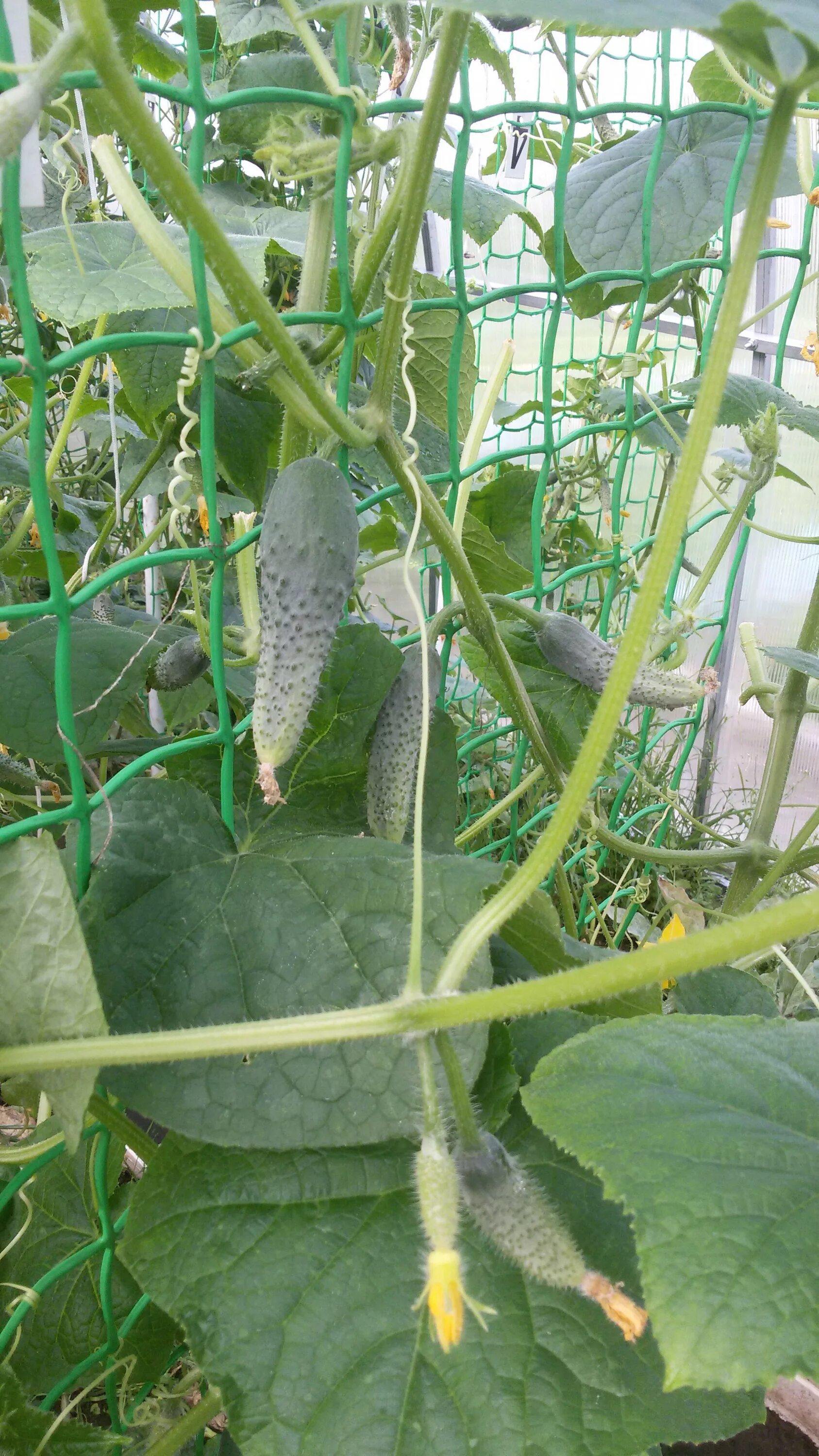 пучковое великолепие f1. огурец изумрудные сережки f1. огурцы великолепие. корнишон пучковое великолепие. огурцы великолепие.