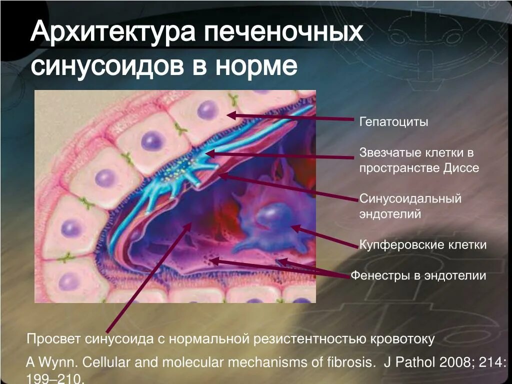 Диффузное пространство. Эндотелий синусоидов печени. Эндотелиальные клетки печени. Синусоидальные эндотелиальные клетки печени. Строение печени гистология пространство диссе.