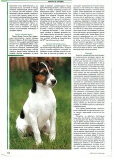 Рассмотрите фотографию породы джек рассел терьер