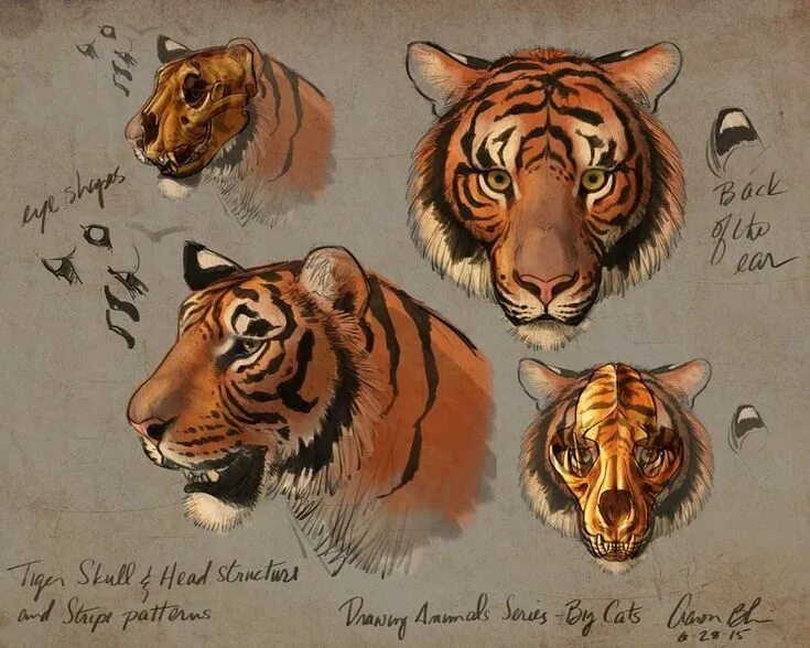 A study of lions and leopards. BTW, I've got good news! I have finished creating