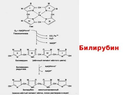 Билирубин биохимия