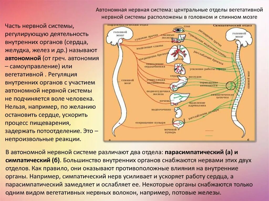 Часть нервной системы регулирующую деятельность внутренних органов. Отдел нервной системы регулирующий работу внутренних органов желез. Автономная нервная система регулирует. Вегетативная нервная система подчинена воле человека.