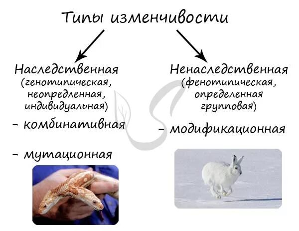 Наследственная и ненаследственная изменчивость. Мутационная и модификационная изменчивость. Индивидуальная наследственная изменчивость. Виды ненаследственной изменчивости.