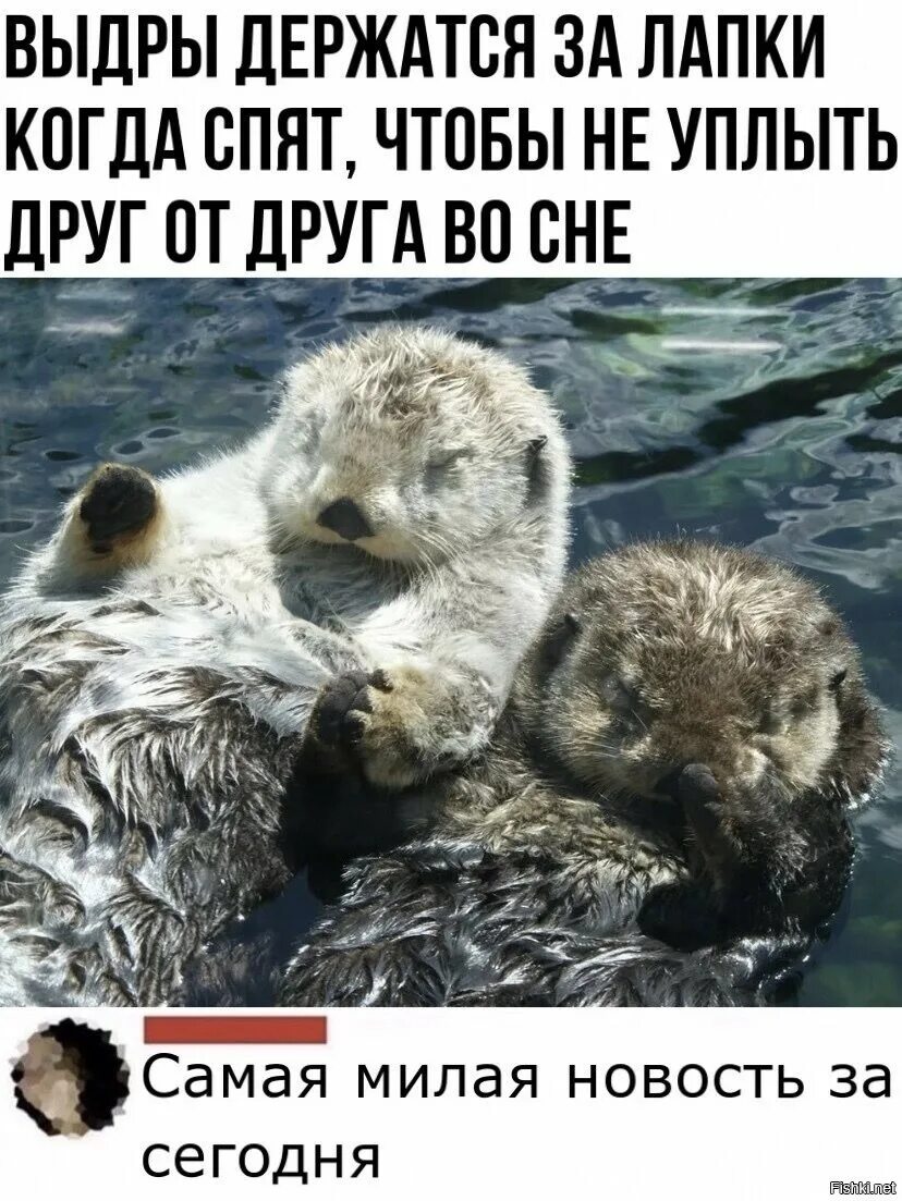 Выдра в момент опасности показывает