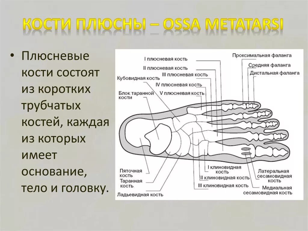 5 фаланга стопы. Строение плюсневой кости стопы. Кости стопы плюсневые кости. Пятая плюсневая кость стопы строение. Основание 1 плюсневой кости.