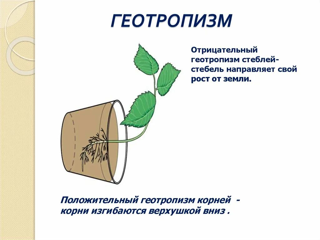 Гипотеза корень. Побег отрицательный геотропизм. Отрицательный геотропизм стебля. Движения у растений, фототропизм и геотропизм.