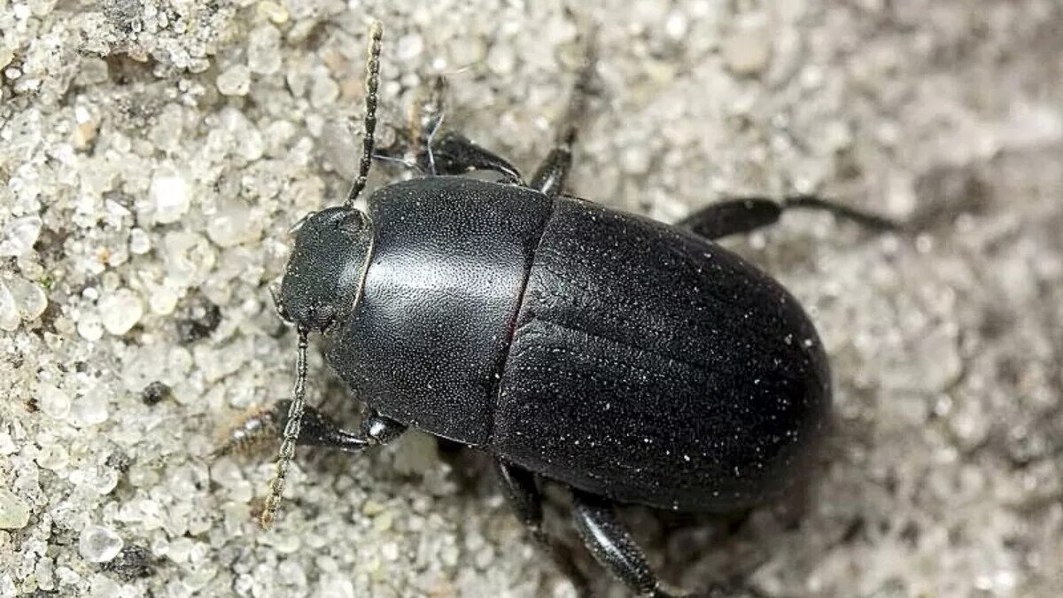 Черные жуки фото. Черный Жук чернотелка. Кукурузная чернотелка (pedinus femoralis l.).. Жук чернотелка маленький. Жук чернотелка мертвоед.