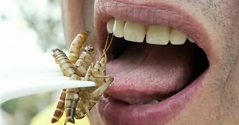 Насекомые которые едят людей