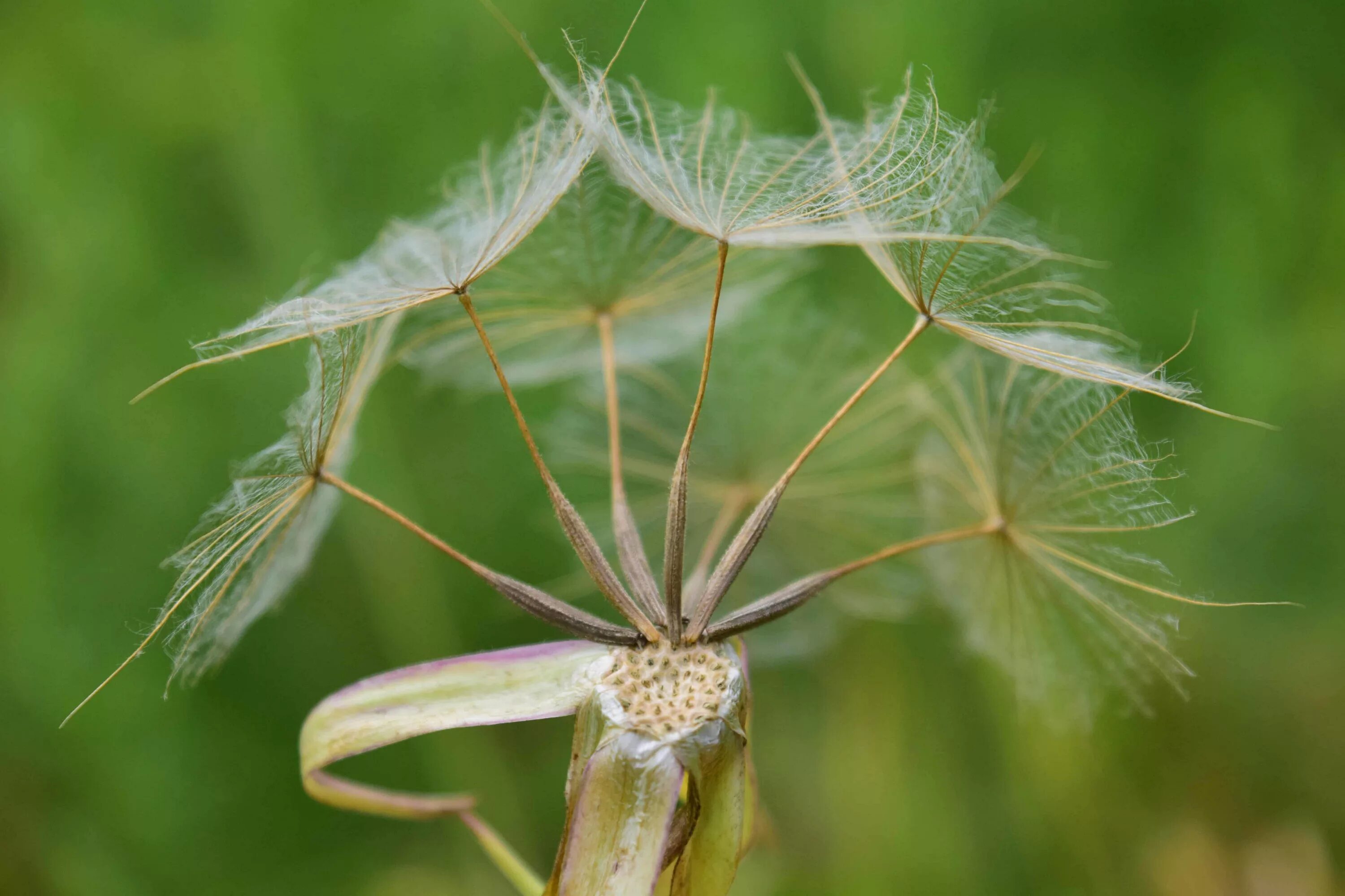 Одуванчик двудольное. Одуванчик двудольное. Обои одуванчики. Одуванчик двудольное. Кульбаба обыкновенная.