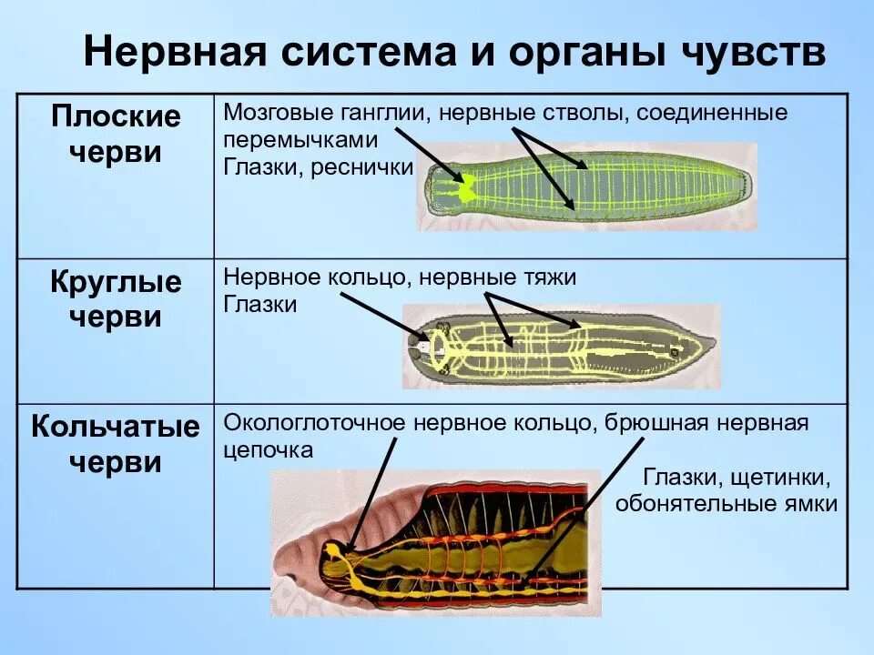 У круглых червей отсутствует. Нервная система червец. Нервная система кольчатых червей 7 класс. Нервная система круглых червей какого типа. Тип нервной системы у круглых червей.