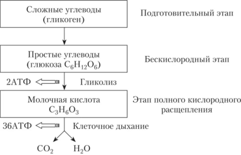 Схема процессов энергетического обмена. Третий этап энергетического обмена схема. Подготовительный этап белки