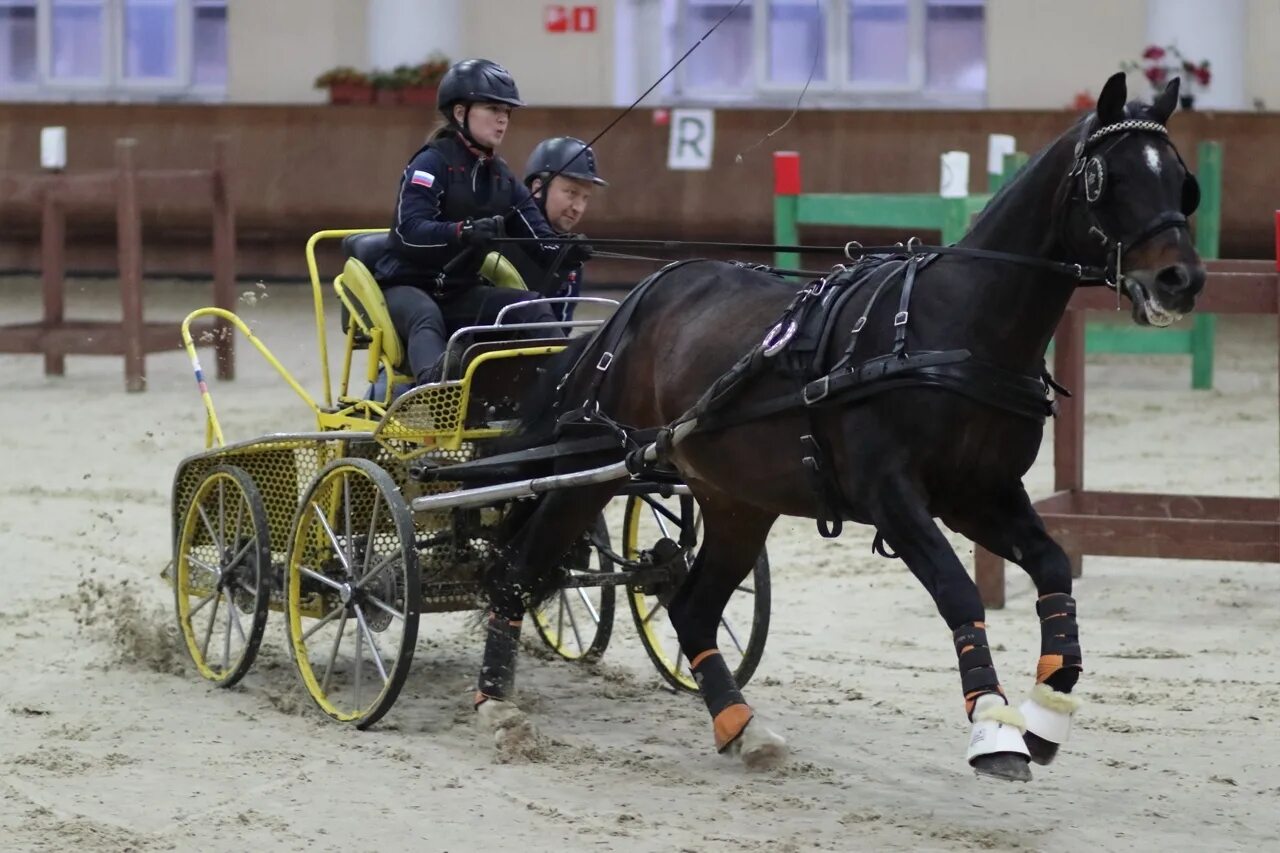 Driving horse. КСК Виват драйвинг. Драйвинг лошади. Прогулочный драйвинг. Драйвинг конный спорт.