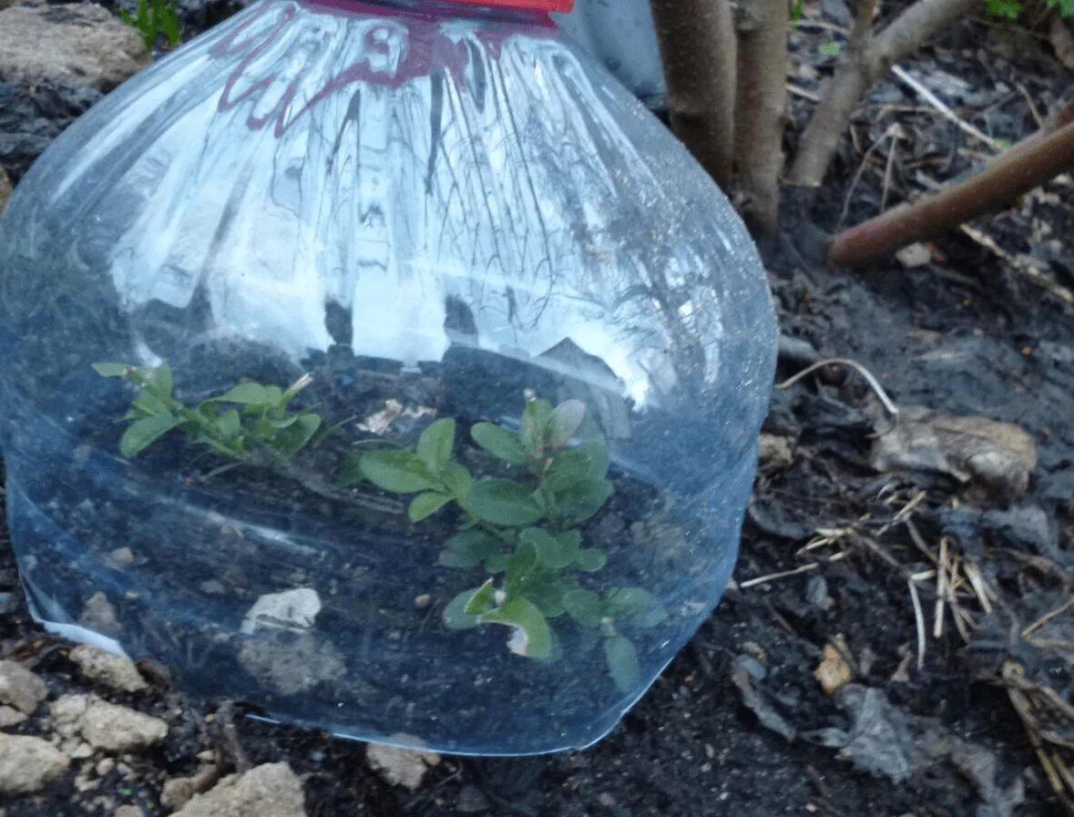 Можно ли на зиму закрыть. Укрытие пластиковыми бутылками. Пластиковые бутыли для укрытия растений на зиму. Укрытие роз пластиковыми бутылками. Растения в пластиковых бутылках.