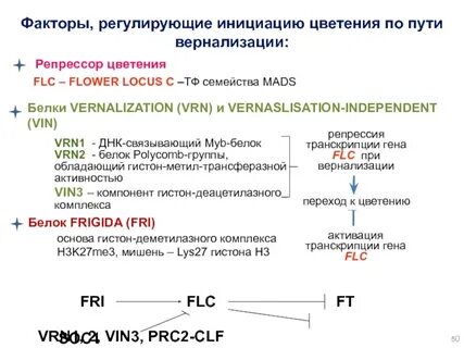 Репрессия транскрипции