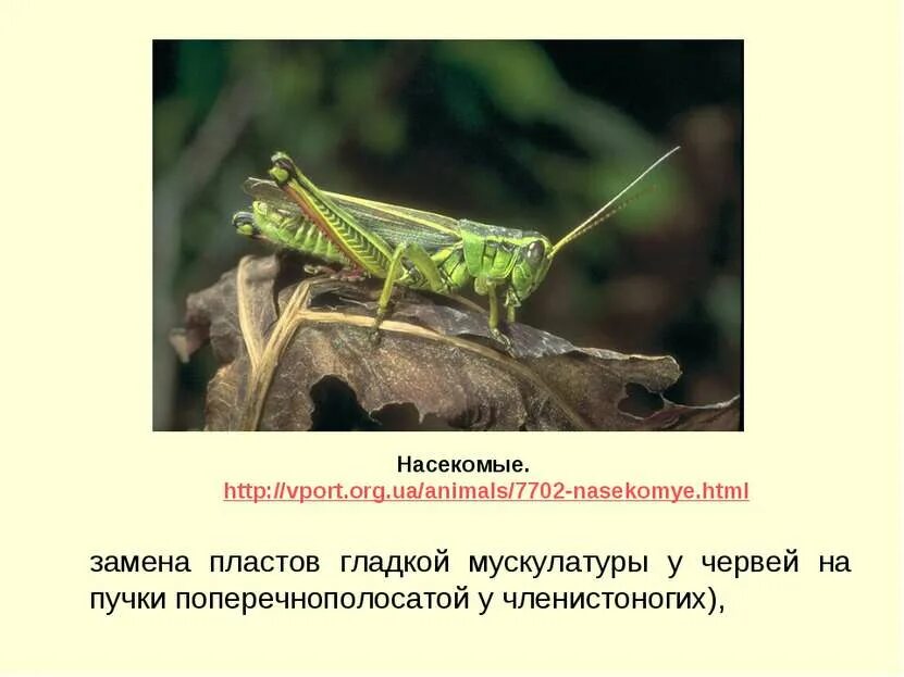 Биологический прогресс насекомых. Насекомые Новосибирской области. Насекомые фото. Биологический Прогресс членистоногих. Насекомые Прогресс.