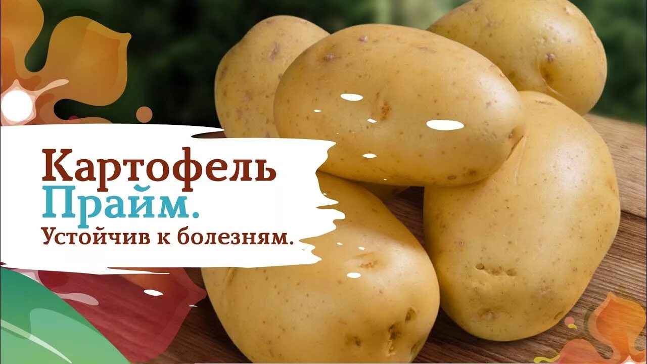 Семенной картофель Прайм. Сорт картофеля Прайм. Прайм семена картофеля. Картофель Прайм описание сорта характеристика. Сорт картофеля прайм характеристика отзывы