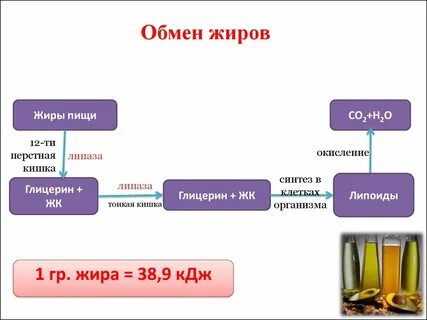 Обмена жиров в организме человека