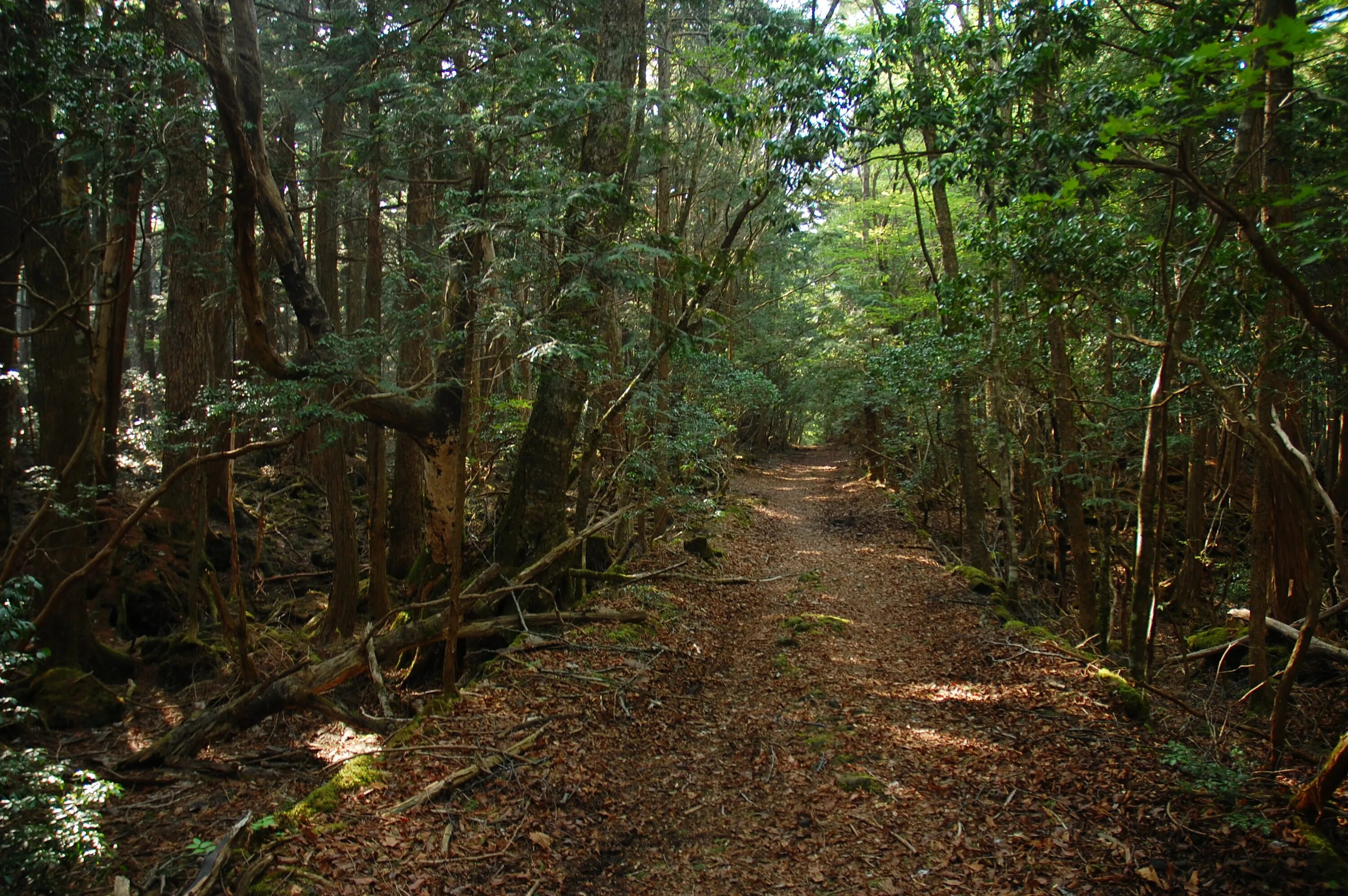 В отдельных местах леса где. Лес Аокигахара самоубийства. Лес самоубийц Аокигахара. Национальный парк Аокигахара.