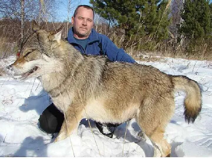 Какие волки крупнее. Волк Сибирский вес рост. Большие волки.
