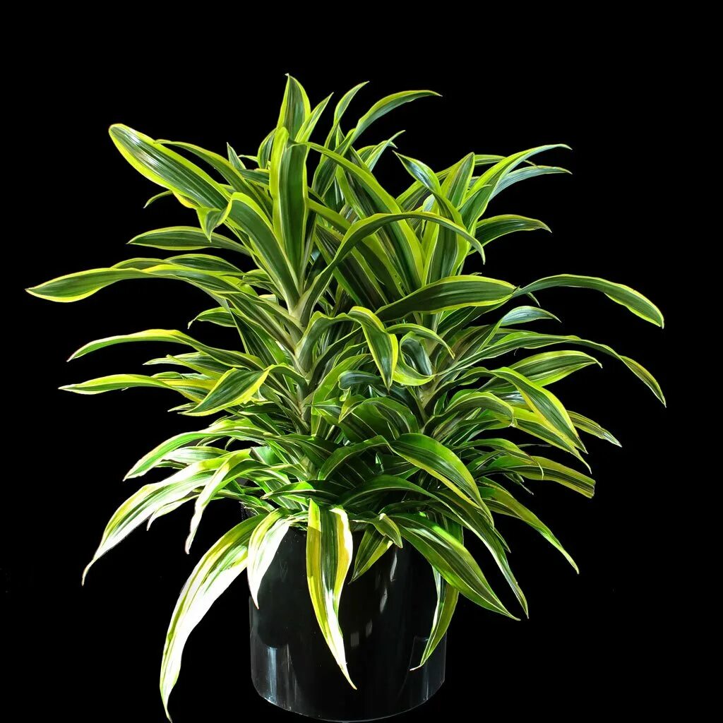 Драцена голден. Dracaena warneckii. Драцена деремская Schriveriana. Драцена Фрагранс Голд Кост. Драцена деремская окаймленная.