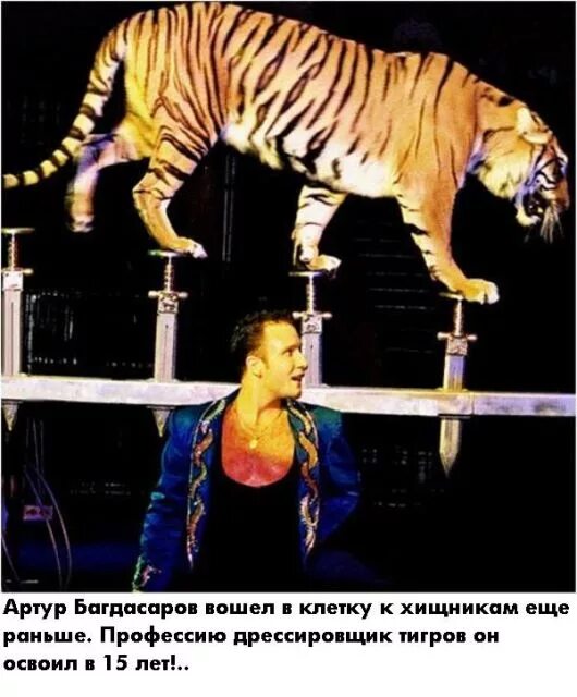 Дрессировщик рисунок. Дрессировщик в цирке. Бесполезный укротитель. Тигр в цирке. Дрессировщик и лев.