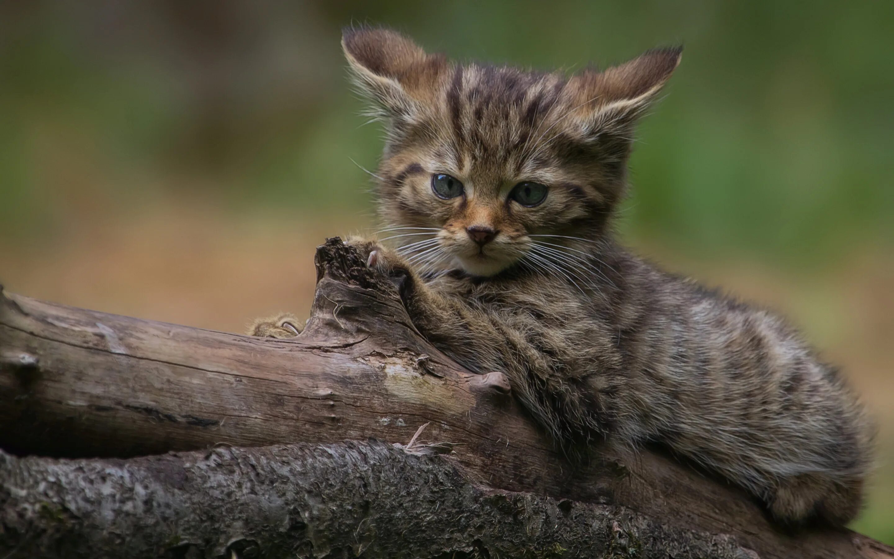 Дикая лесная кошка. Норвежская лесная кошка короткошерстная. Лесная кошка котенок. Лесной кот котята. Европейская дикая лесная кошка.