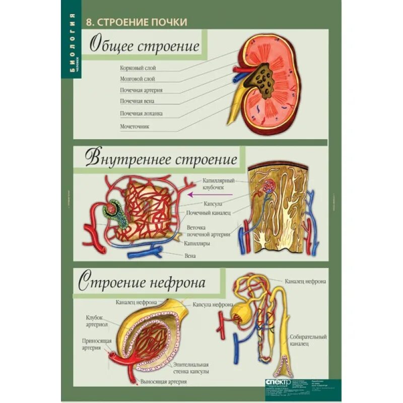 Карточки биология 8 класс. Наглядное пособие "биология". Карточки по биологии 8. Биология 8 класс анатомия человека. Таблицы по биологии человек.