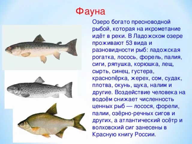 Какая рыба водится в озере. Рыбы обитающие в Ладожском озере. Рыба которая водится на Ладога. Промысловые рыбы Ладожского озера. Красная рыба в Ладожском озере.