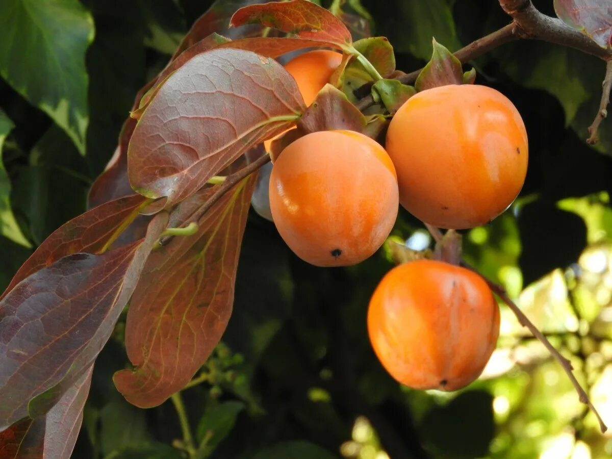 Хурма Королек дерево. Хурма Восточная (Diospyros kaki).. Хурма персимон дерево. Хурма мушмуловидная. Хурма морозостойкая купить