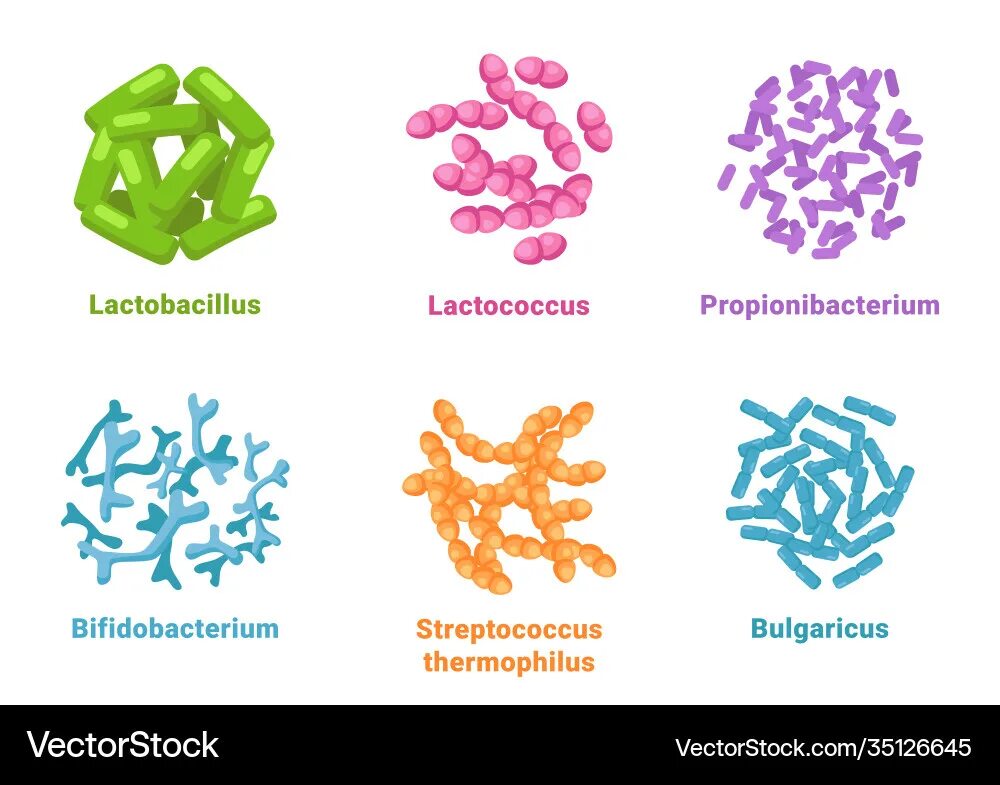 Пробиотик bifidobacterium. Пробиотики пребиотики лактобактерии бифидобактерии. бифидобактерия форма бактерии. пребиотики пробиотики и синбиотики биотехнология. пробиотики lactobacillus.