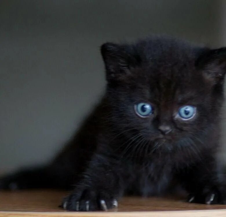 The World&#39;s Best Photos by countrymunchkins2011 Flickr Hive Mind Kittens c