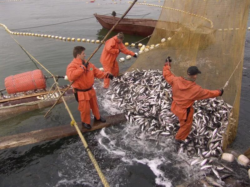 Идти на промысел. Охотское море рыболовство. Сельдь Охотское море. Охотское море промысел. Промышленное рыболовство Охотское море.