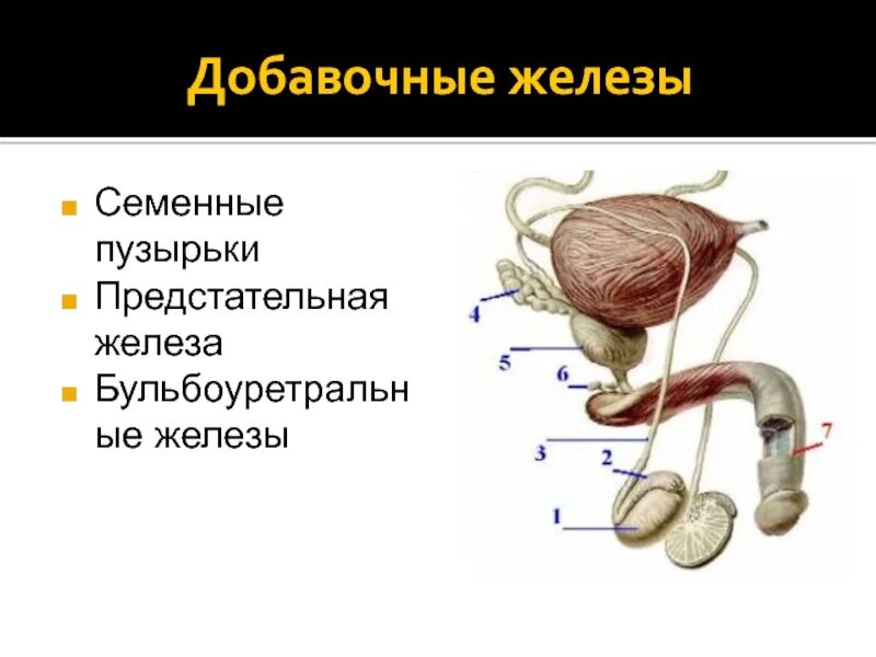 Придаточные железы мужчины. Мужская половая система семенные пузырьки. Семенной пузырек, мужские половые железы. Добавочные половые железы у мужчин. Строение мужских половых желез.