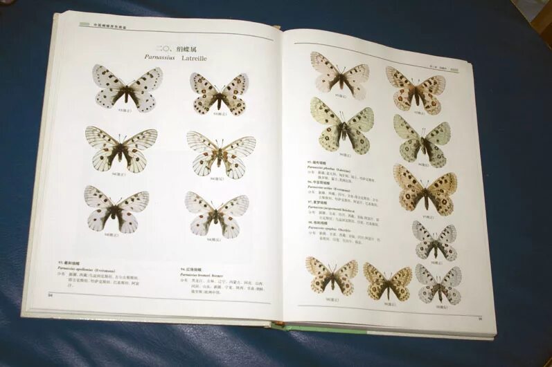 атлас определитель насекомых россии. атлас определитель насекомых 2 класс. определитель насекомых по личинкам мамаев б. ткачева бабочки россии. атлас определитель название жуков 1 класс.