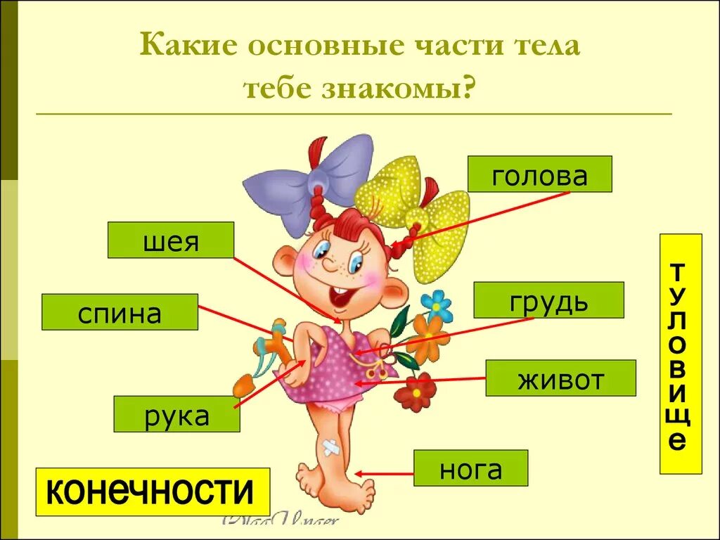 Темы человек живой организм. Презентация части тела. Строение человека 1 класс. Части тела презентация для детей. Урок части тела.