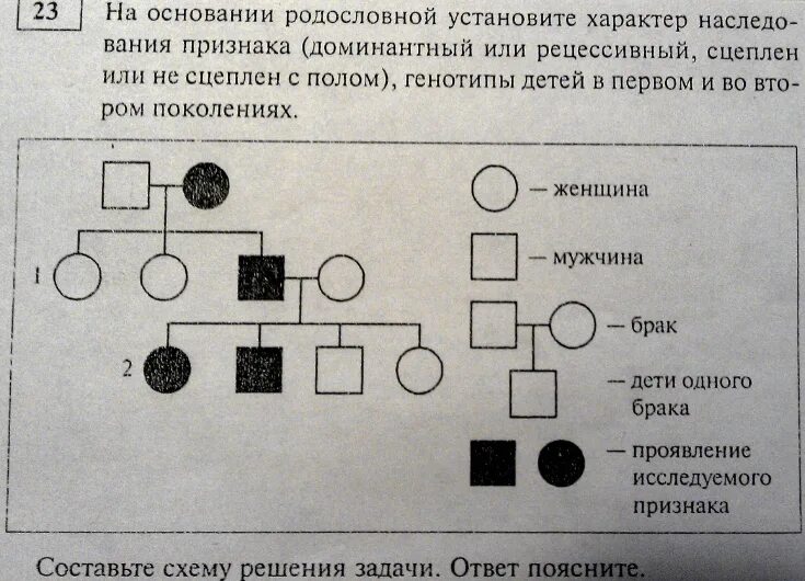 Задачи с доминантными и рецессивными признаками решение. Генетика задачи на родословную. Задачи на составление родословной по генетике. Задачи на родословную по генетике. Задачи по родословной с решением.