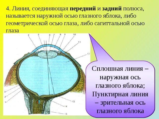 Задний полюс глаза. Оси глазного яблока. Полюса глазного яблока. Наружная и внутренняя ось глазного яблока. Передний и задний полис глаза наружная ось глазного яблока.