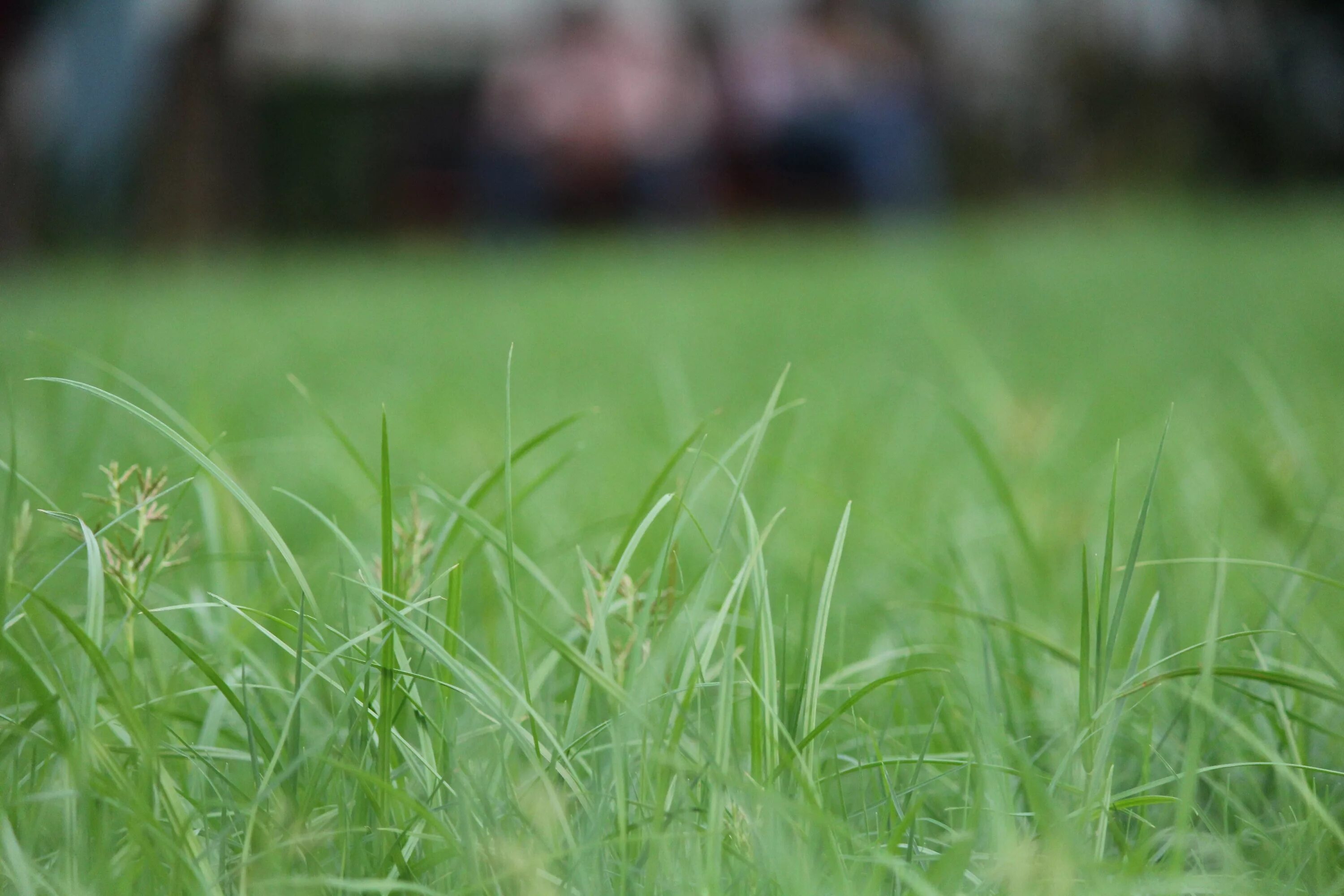 Высокой траве в хорошем. Райграс Луговой. Сидерат трава райграс. Трава размытая. Трава на размытом фоне.
