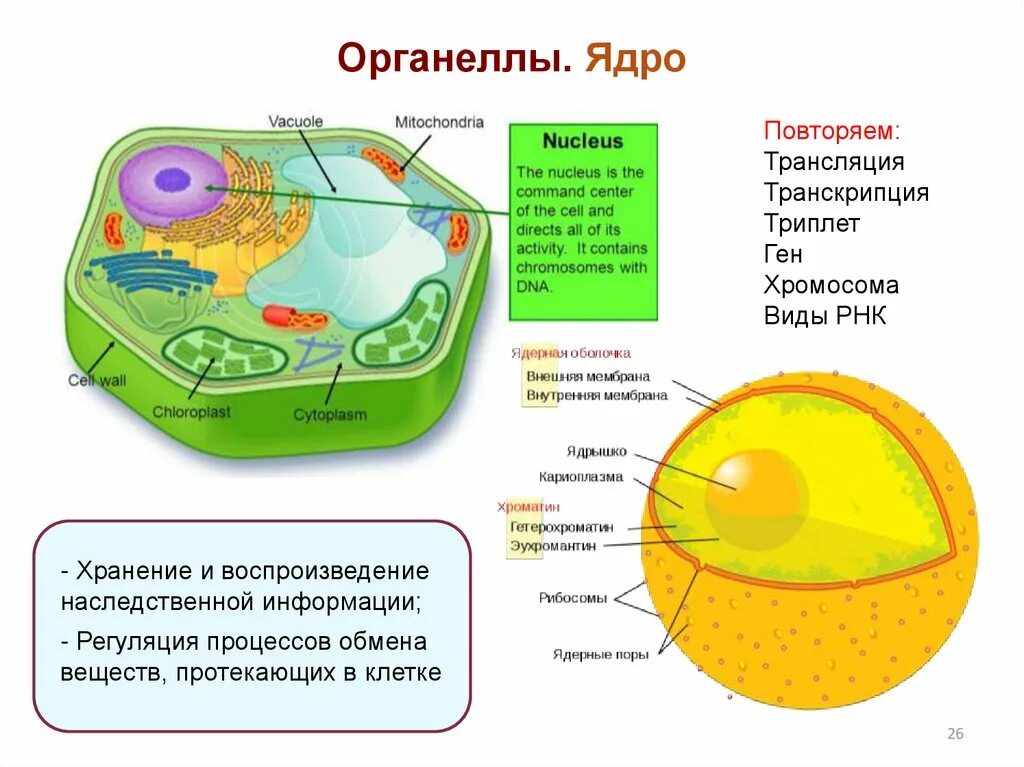 Органоиды растительной клетки ядрышко. Ядро растительной клетки. Органеллы клетки. Органоиды клетки ядро. Наследственная информация растительной клетки