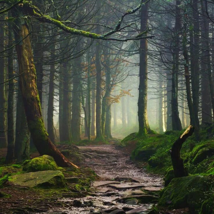 The Mystic Forest, Sintra, Portugal photo on Sunsurfer Fantasy landscape, Forest