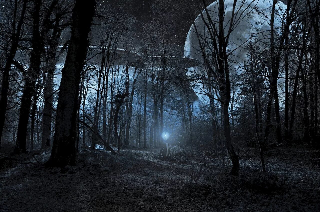 Несколько загадочных. Страшный лес. Страшный ночной лес. Страшный лес ночью. Готический лес.