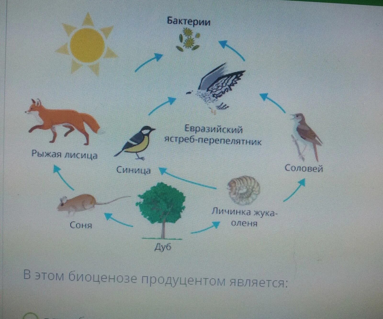 Продуцент 3 порядка является. Продуценты биоценоза. Продуцентами являются. Что относится к продуцентам биоценозов. Продуцентами в экосистеме являются.