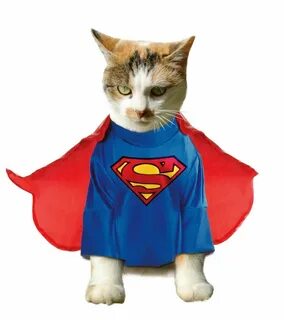 Кошка Супермен Кошка Супермен Кошка Супергерой Кошка супермен Котик г...