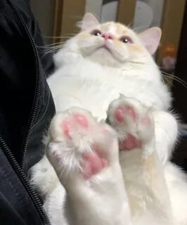 Кот марципан