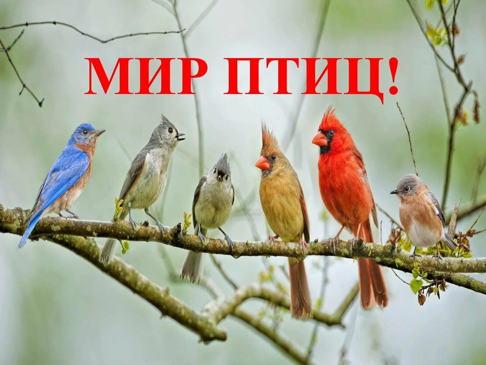 Сайт мир птиц. Птицы картинки. удивительный мир птиц. надпись птицы.