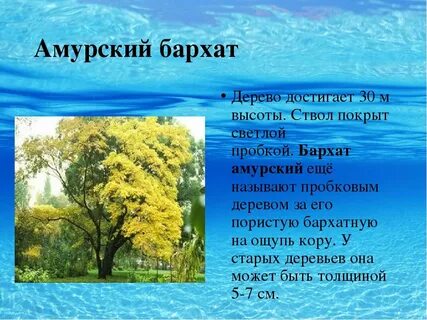 Краснокнижные деревья