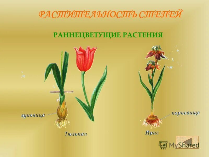 Рассмотри изображение ковыля ландыша тюльпана. Раннецветущие тюльпаны. Растения с луковицей в степи. Раннецветущие растения степи. Луковичные растения степи.