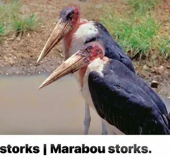 Марабу род