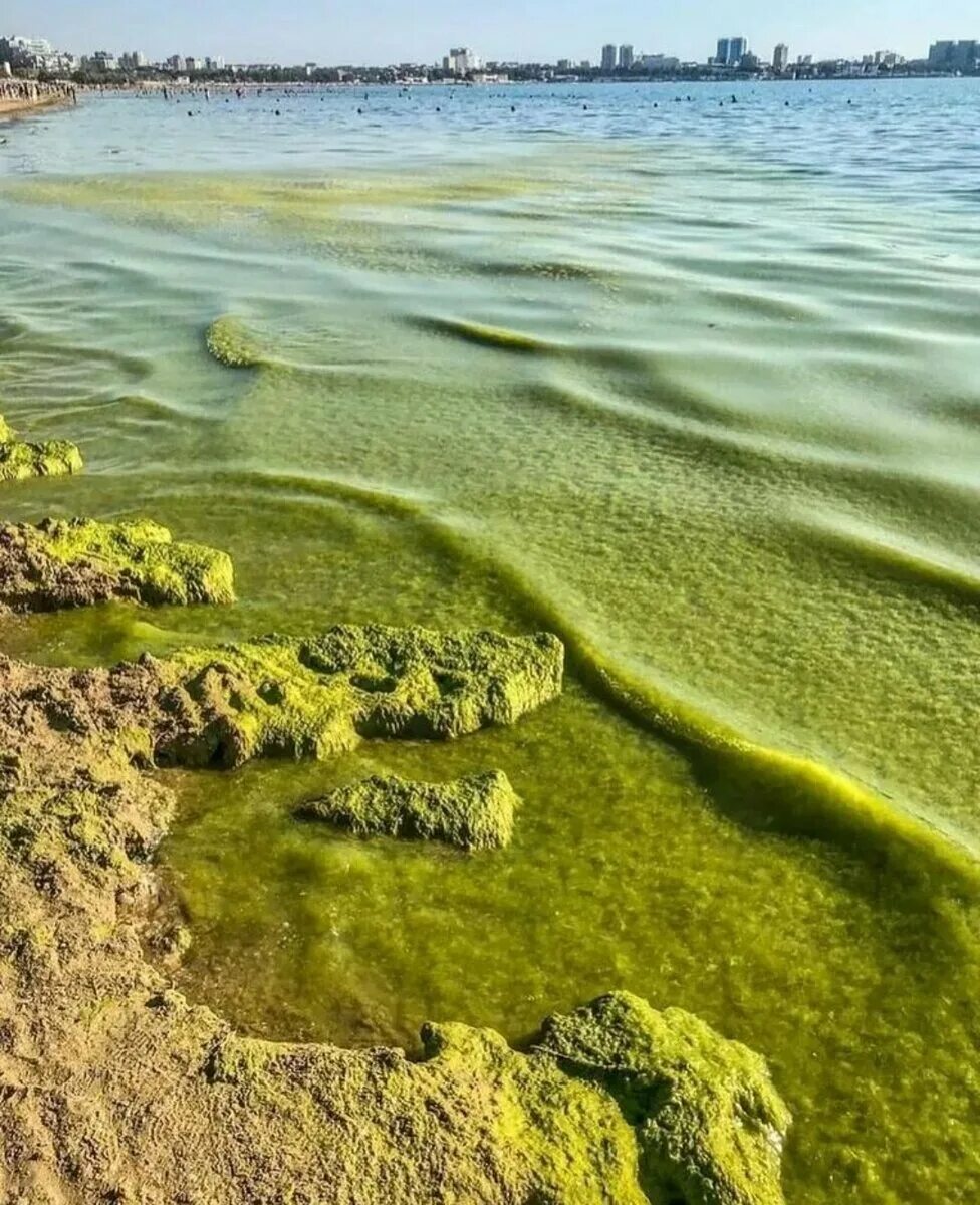 Цветет ли анапа. Черное море Анапа цветет водоросли. Витязево море цветет. Анапа море в августе камка.