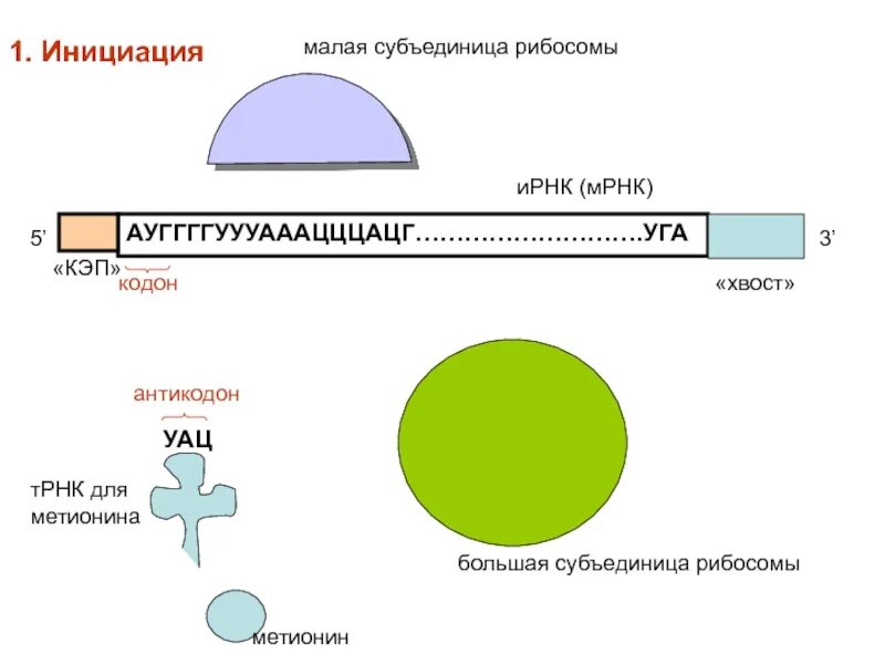 Инициация. Малая субъединица рибосомы. Инициация схема. Малая субъединица ИРНК. Инициация 5